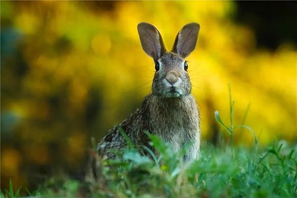 I dreamed of rabbits running in the fields.