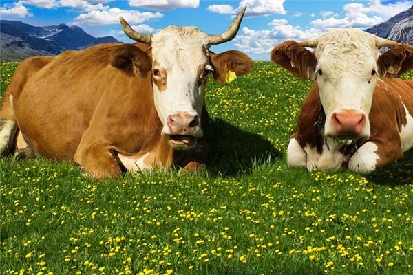 What does it mean to dream of cows? What does it mean to dream of cows?