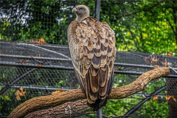 What does it mean to dream of a vulture? What does it mean to dream of a vulture?