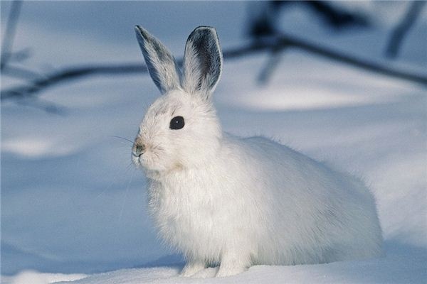What does it mean to dream of a white rabbit? What does it mean to dream of a white rabbit?