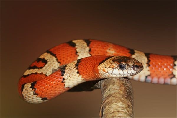 What does it mean to dream of a snake being killed?