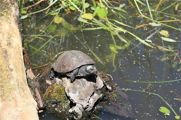 What does it mean to dream of a turtle? What does it mean to dream of a turtle?