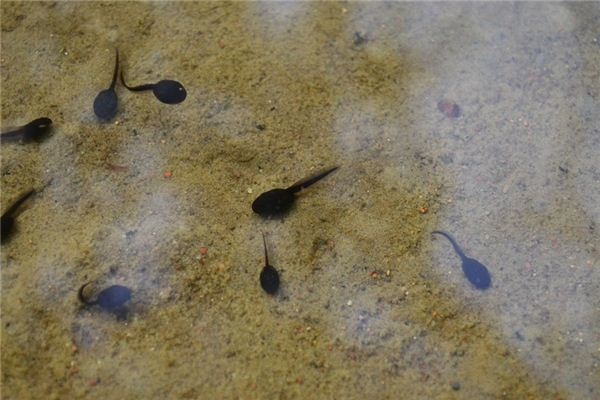What does it mean to dream of tadpoles? What does it mean to dream of tadpoles?