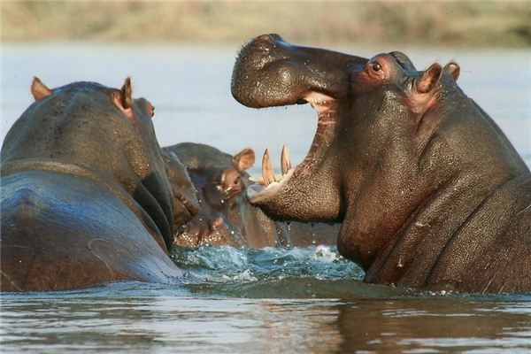 What does it mean to dream of a hippopotamus? What does it mean to dream of a hippopotamus?