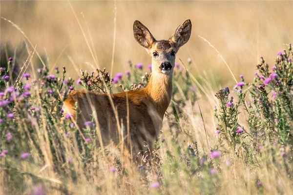 What does it mean to dream of a deer? What does it mean to dream of a deer?