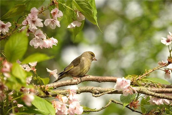 What does it mean to dream of a yellow sparrow? What does it mean to dream of a yellow sparrow?