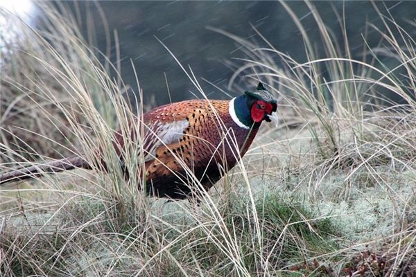What does it mean to dream of a partridge? What does it mean to dream of a partridge?