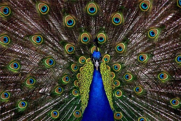 Dreaming of peacocks Dreaming of peacocks