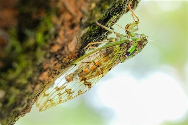 Dreaming of cicadas