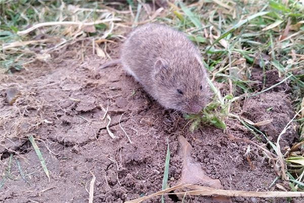 What does it mean to dream of field mice? What does it mean to dream of field mice?