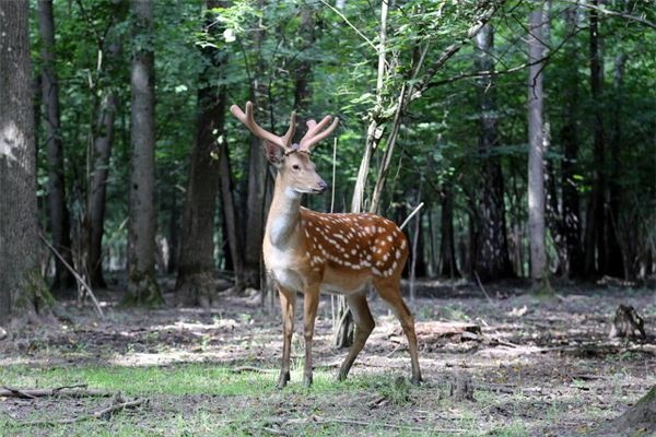 I dreamt of a captured deer leaping.