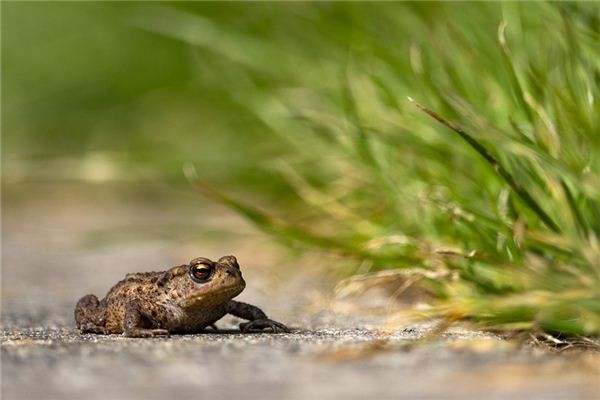 Dreaming of a toad Dreaming of a toad