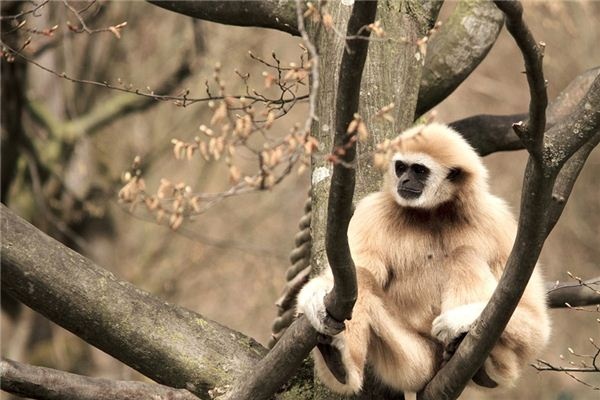What does it mean to dream of a white monkey?
