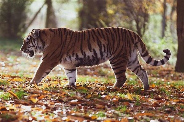 I dreamt of encountering a tiger and being startled.