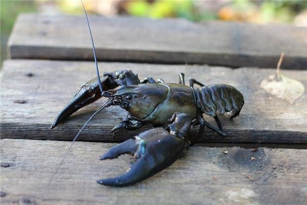 Dreaming of catching shrimp