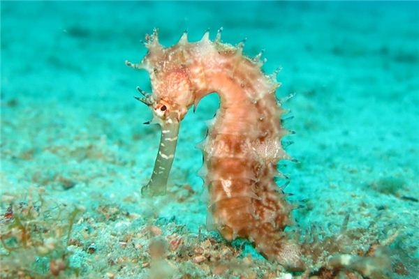 What does it mean to dream of a seahorse? What does it mean to dream of a seahorse?