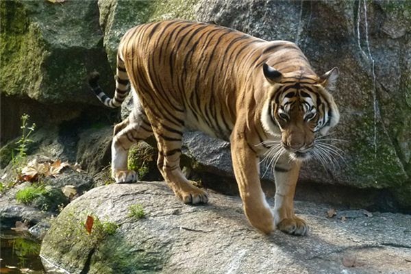 What does it mean to dream of a tiger roaring? What does it mean to dream of a tiger roaring?
