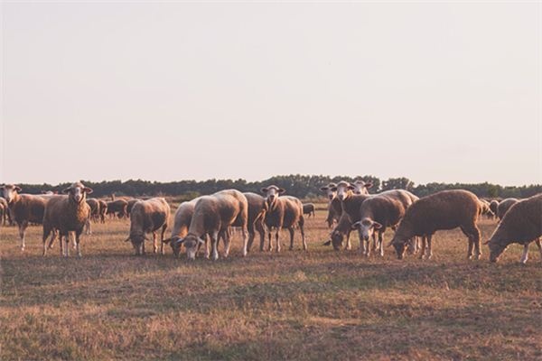 What does it mean to dream of cattle and sheep? What does it mean to dream of cattle and sheep?