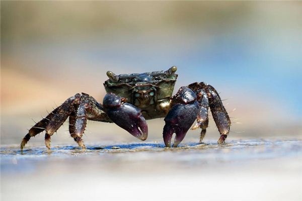 Dreaming of turtles and crabs