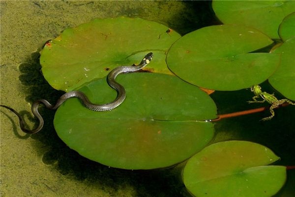 What does it mean to dream of being chased by a snake? What does it mean to dream of being chased by a snake?