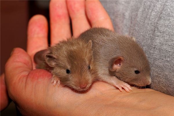 What does it mean to dream of catching mice? What does it mean to dream of catching mice?