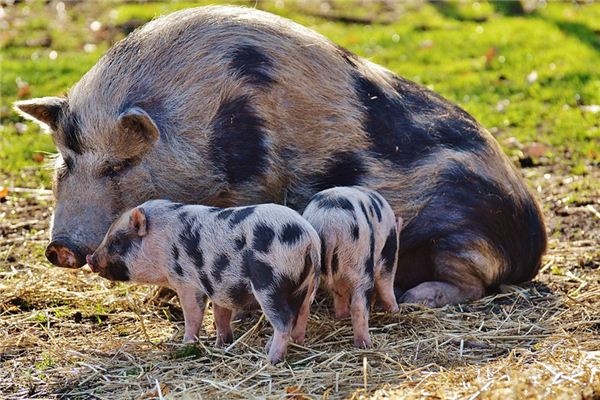 What does it mean to dream of feeding pigs? What does it mean to dream of feeding pigs?