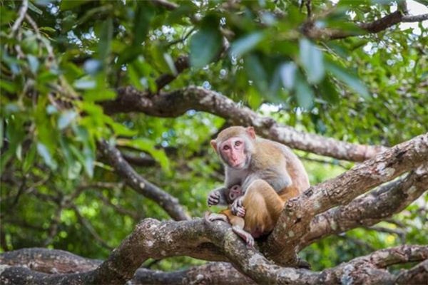 What does it mean to dream of monkeys? What does it mean to dream of monkeys?
