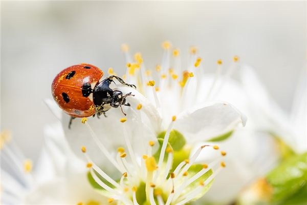 What does it mean to dream of ladybugs? What does it mean to dream of ladybugs?