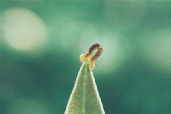 What does it mean to dream of maggots? What does it mean to dream of maggots?