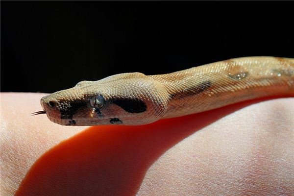 What does it mean to dream of a giant python? What does it mean to dream of a giant python?