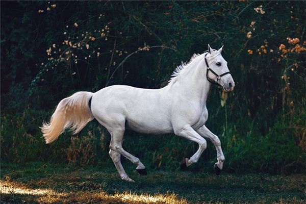What does it mean to dream of donkeys, mules, and horses? What does it mean to dream of donkeys, mules, and horses?