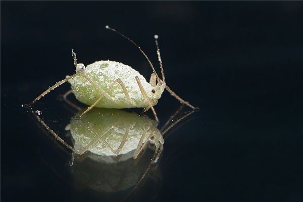 What does it mean to dream of fleas? What does it mean to dream of fleas?