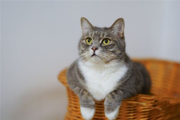 What does it mean to dream of a cat?