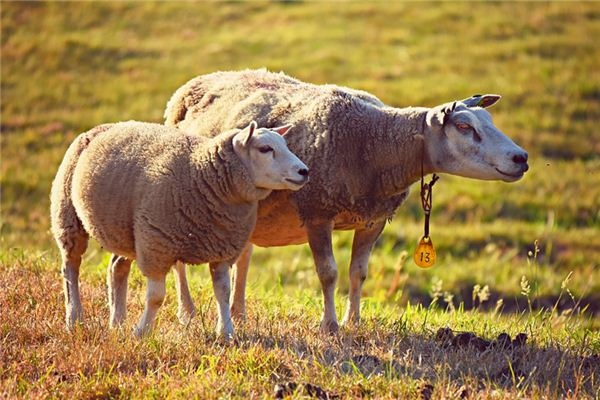 What does it mean to dream of livestock? What does it mean to dream of livestock?