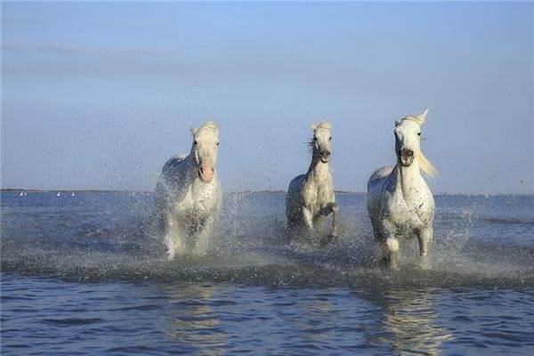 What does it mean to dream of a white horse? What does it mean to dream of a white horse?