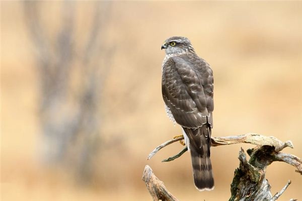 What does it mean to dream of a hawk? What does it mean to dream of a hawk?