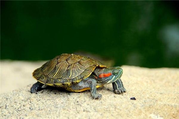 I dreamed of a turtle crawling into the door.