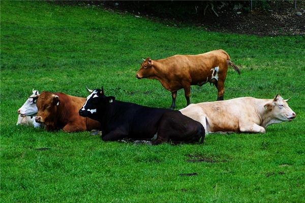 Dreaming of a herd of cattle Dreaming of a herd of cattle