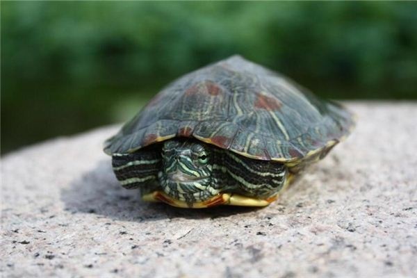 Dreaming of hitting a turtle with a stone