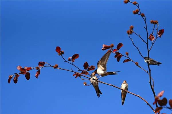 What does it mean to dream of swallows? What does it mean to dream of swallows?