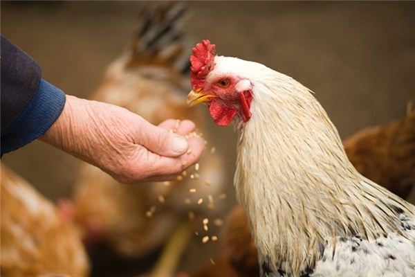 What does it mean to dream of a chicken biting someone? What does it mean to dream of a chicken biting someone?