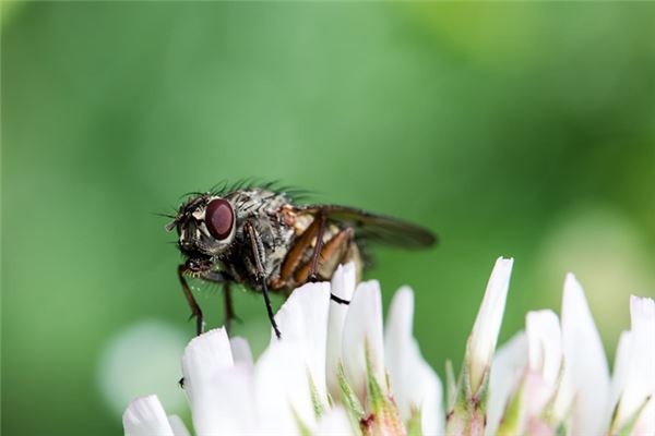 I dreamed of many flies I dreamed of many flies