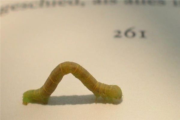 What does it mean to dream of insects? What does it mean to dream of insects?