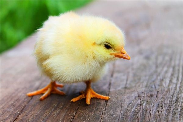 What does it mean to dream of chicks? What does it mean to dream of chicks?