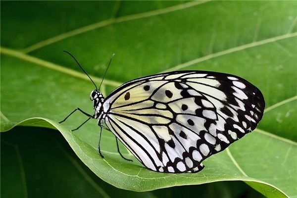 What does it mean to dream of a black butterfly? What does it mean to dream of a black butterfly?