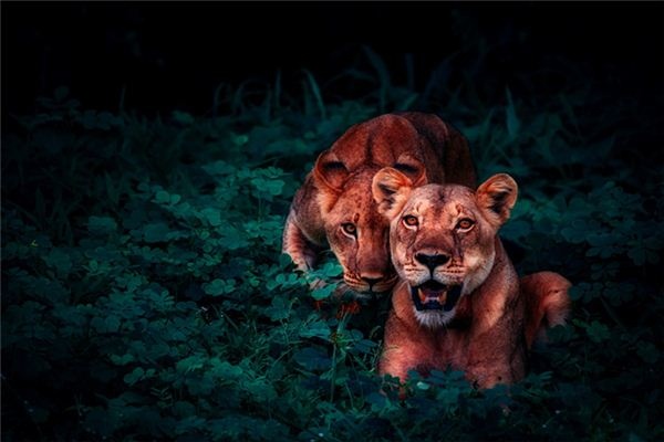 What does it mean to dream of a lion roaring? What does it mean to dream of a lion roaring?