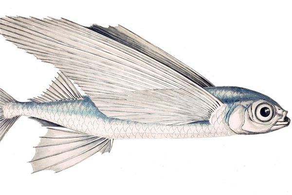 What does it mean to dream of flying fish? What does it mean to dream of flying fish?