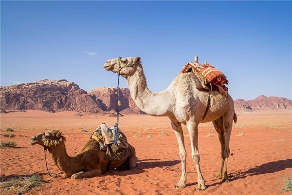 What does it mean to dream of a camel? What does it mean to dream of a camel?