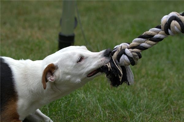 What does it mean to dream of a mad dog? What does it mean to dream of a mad dog?