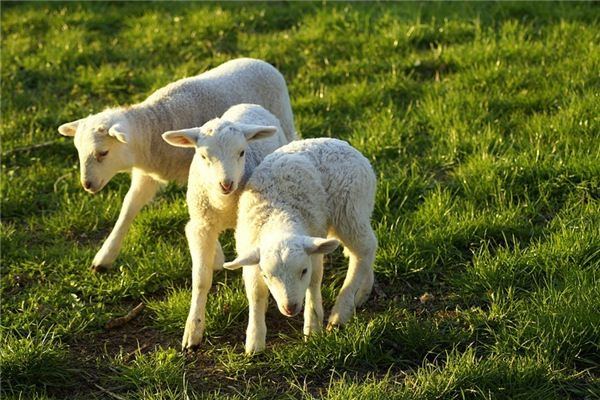 What does it mean to dream of a lamb? What does it mean to dream of a lamb?